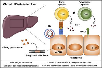 Checkpoint Inhibitors and Therapeutic Vaccines for the Treatment of Chronic HBV Infection